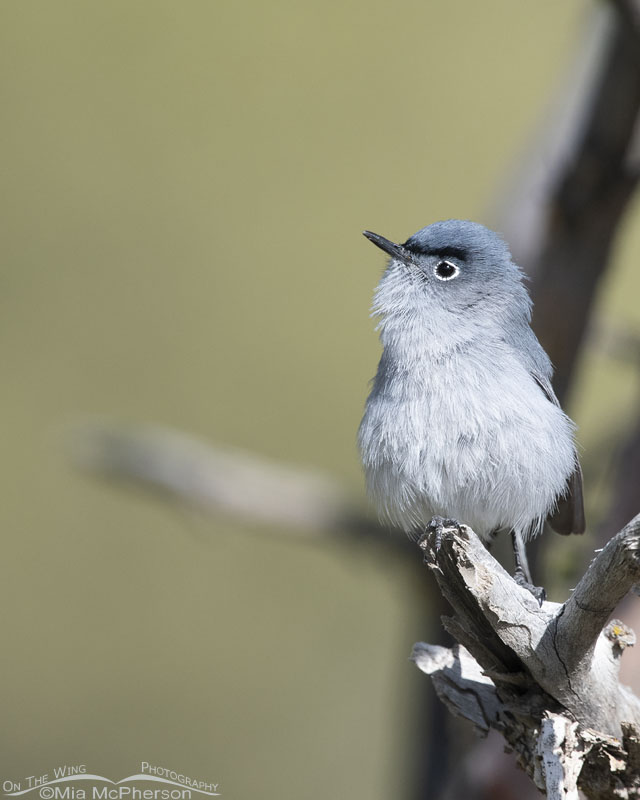 Spring Male Blue-gray Gnatcatcher - Mia McPherson's On The Wing Photography