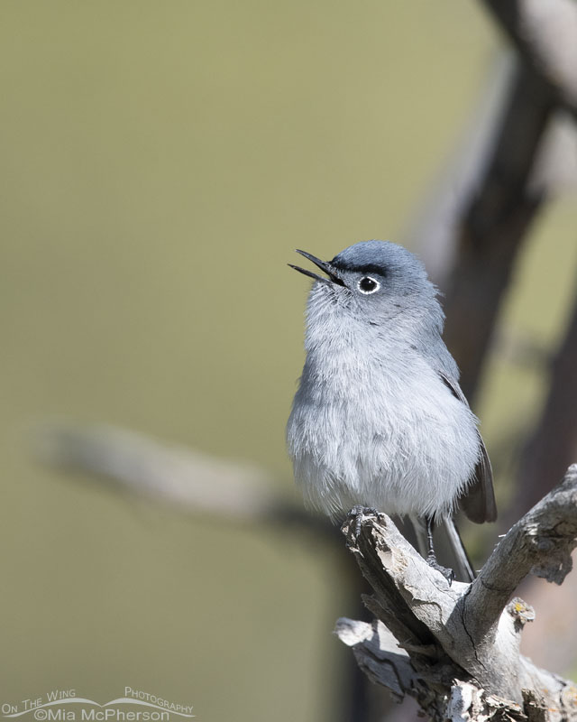Singing Blue-gray Gnatcatcher, West Desert, Tooele County, Utah