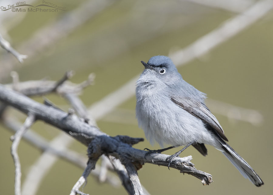 Squinting male Blue-gray Gnatcatcher, West Desert, Tooele County, Utah