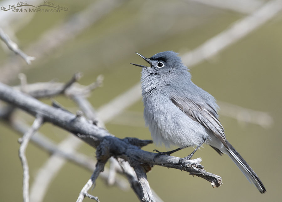 Male Blue-gray Gnatcatcher singing, West Desert, Tooele County, Utah