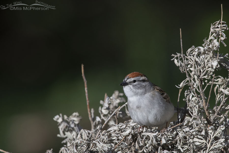 Spring Chipping Sparrow in breeding plumage, West Desert, Tooele County, Utah