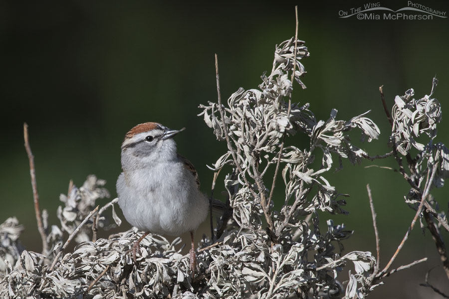 Chipping Sparrow with a tiny insect in its bill, West Desert, Tooele County, Utah