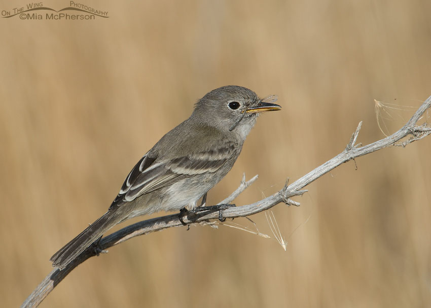 Gray Flycatcher eating a Damselfly, Bear River Migratory Bird Refuge, Box Elder County, Utah