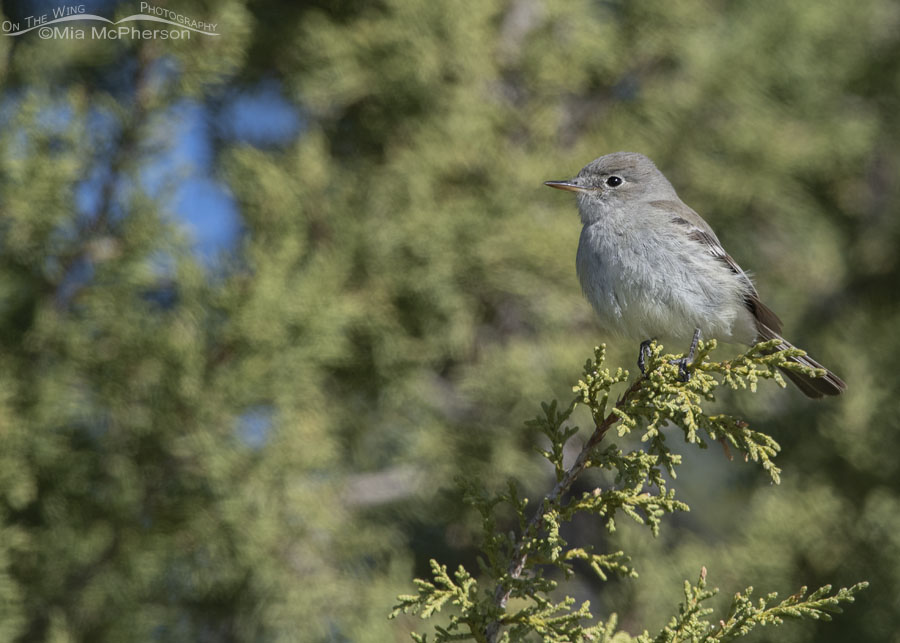 Gray Flycatcher perched in junipers, West Desert, Tooele County, Utah