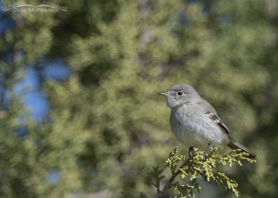 Adult Gray Flycatcher in spring, West Desert, Tooele County, Utah