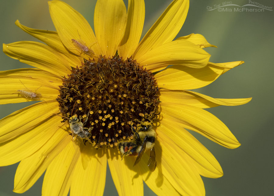 Great Basin Bumble Bee and Long-horned Bee on a Common Sunflower, Bear River Migratory Bird Refuge, Box Elder County, Utah
