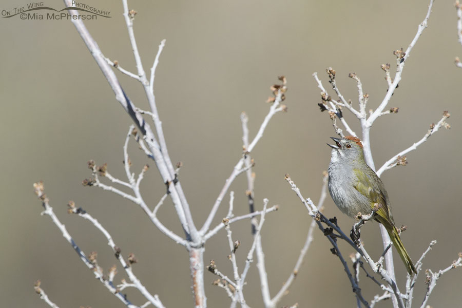 Treetop Green-tailed Towhee singing, Wasatch Mountains, Morgan County, Utah