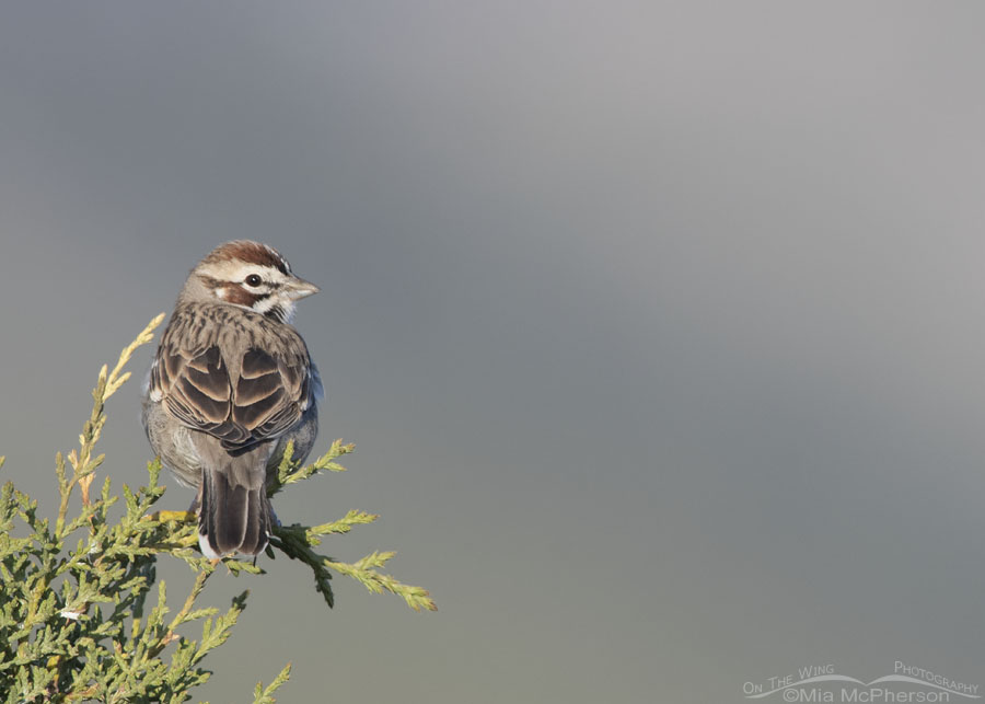 Spring Lark Sparrow perched on a juniper, West Desert, Tooele County, Utah