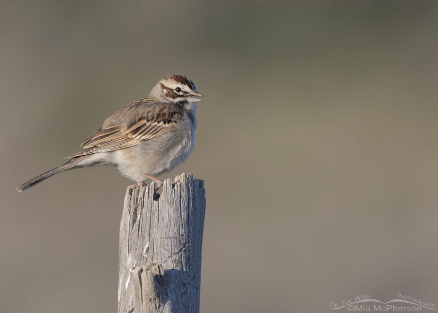 Singing adult Lark Sparrow in the West Desert, Tooele County, Utah