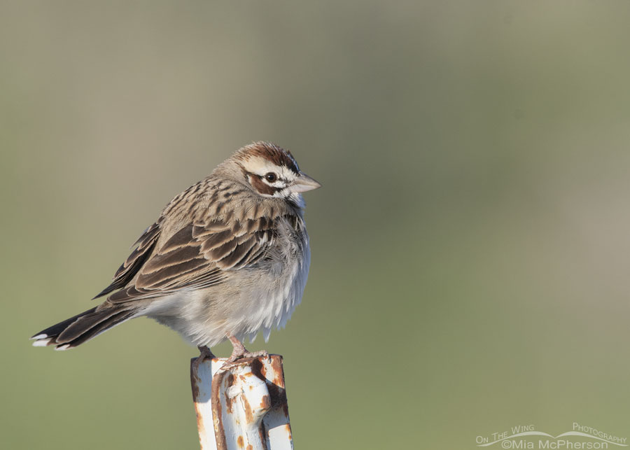 Spring Lark Sparrow perched on a metal post, West Desert, Tooele County, Utah