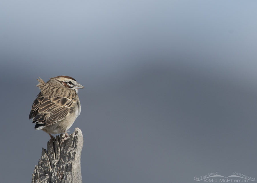 Adult Lark Sparrow on a breezy morning, West Desert, Tooele County, Utah