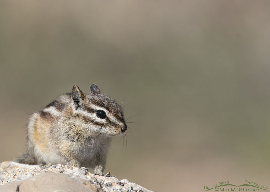 Spring Least Chipmunk high in the Wasatch Mountains, Morgan County, Utah