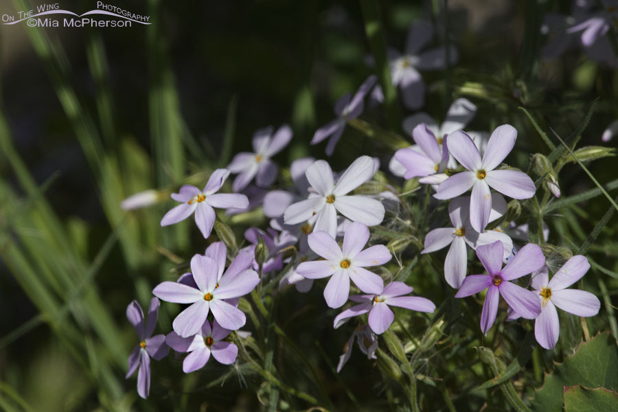 Longleaf Phlox in bloom, Wasatch Mountains, Morgan County, Utah