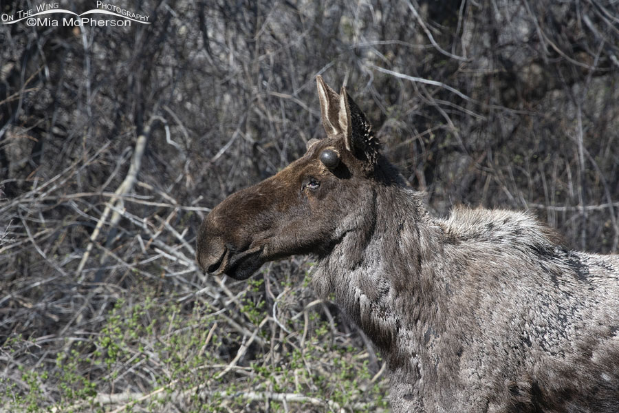 Ghost Moose - Bull Moose with a tick infestation, Wasatch Mountains, Morgan County, Utah