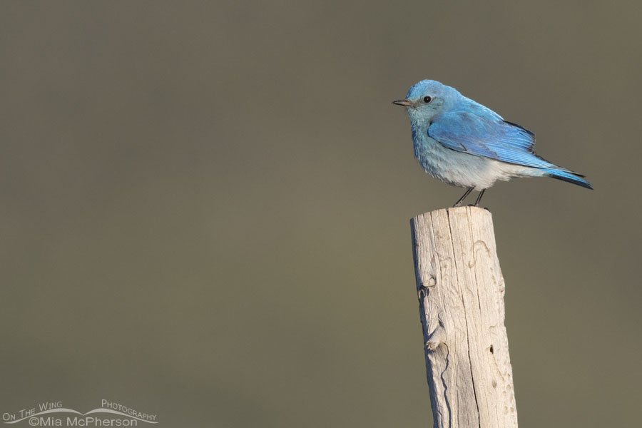 West Desert male Mountain Bluebird, Tooele County, Utah