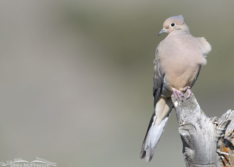 Mourning Dove on a breezy morning, West Desert, Tooele County, Utah