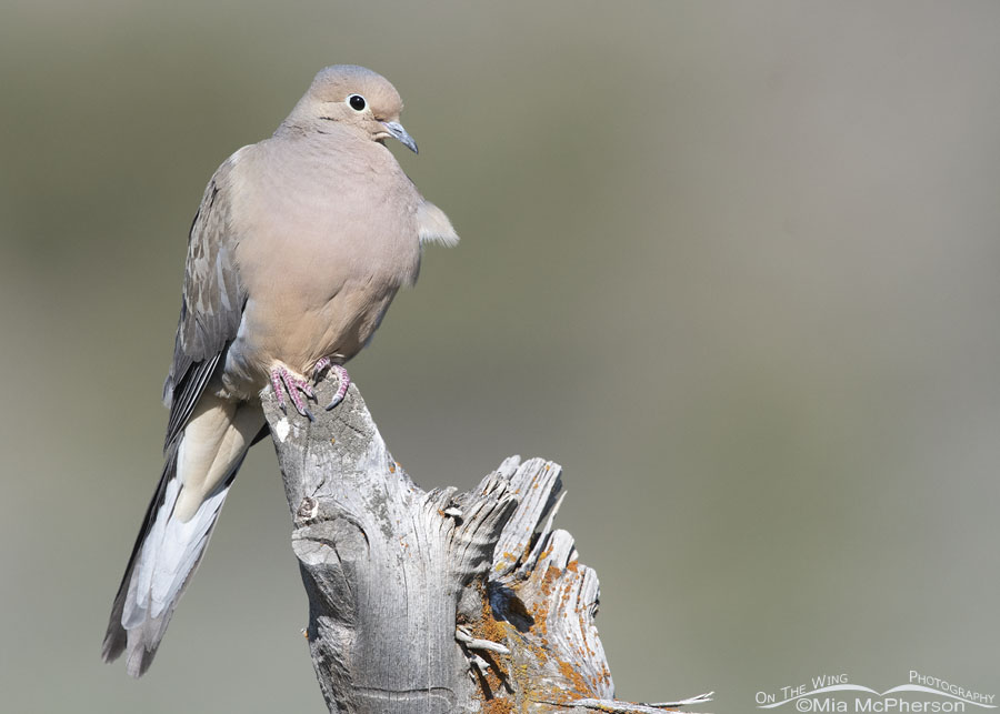 Male Mourning Dove perched on a gnarly fence post, West Desert, Tooele County, Utah