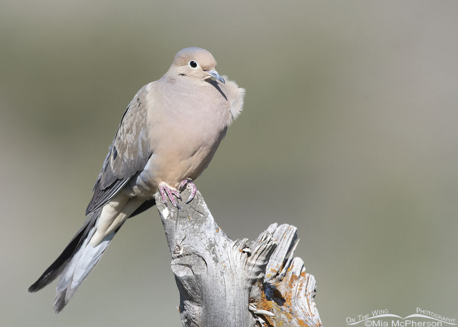 Mourning Dove in a light breeze, West Desert, Tooele County, Utah