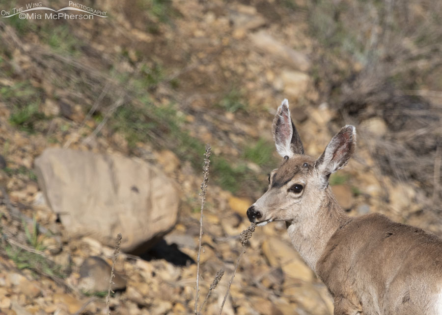 Yearling Mule Deer buck nibbling on dried vegetation, Morgan County, Utah