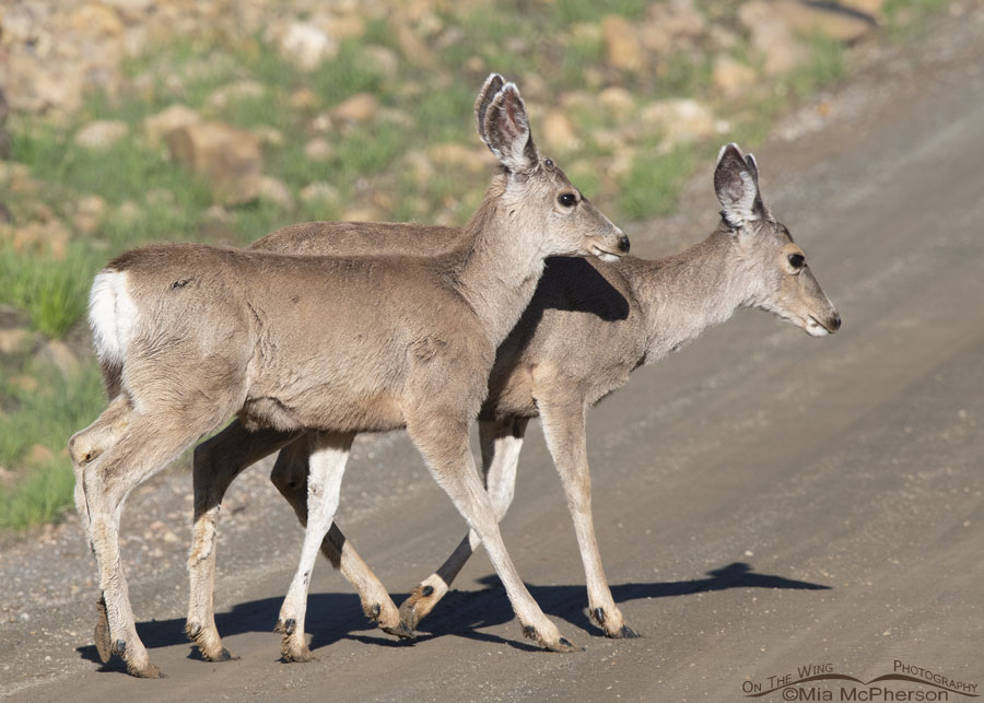 Yearling Mule Deer crossing a road in the mountains, Morgan County, Utah