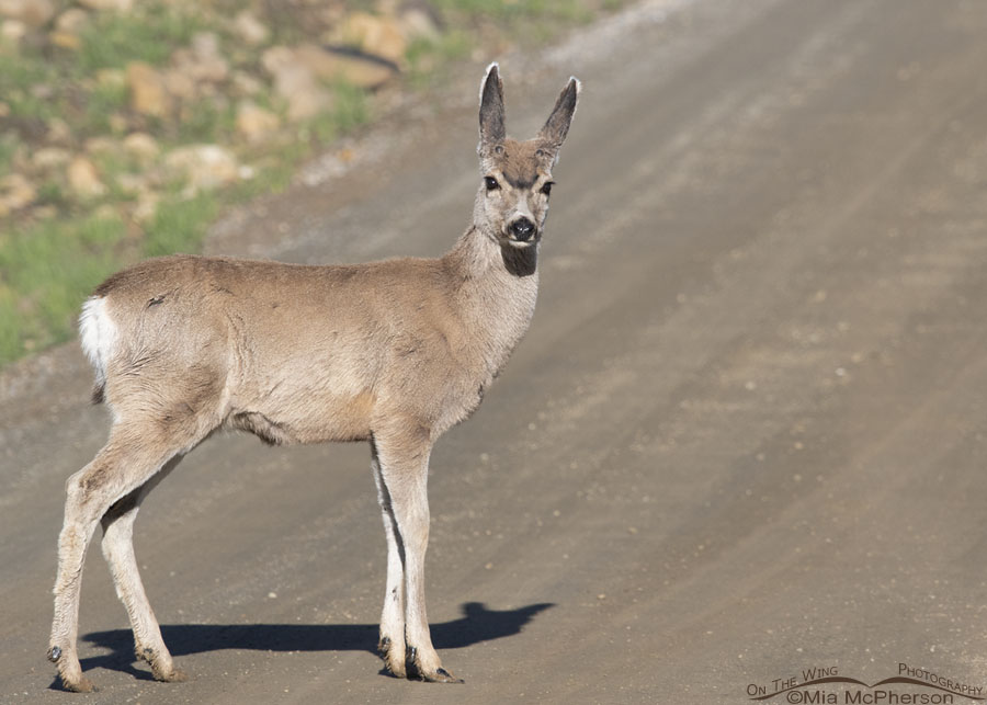 Yearling Mule Deer buck giving me the look, Morgan County, Utah