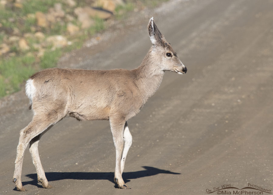 Male yearling Mule Deer crossing a dirt road, Wasatch Mountains, Morgan County, Utah