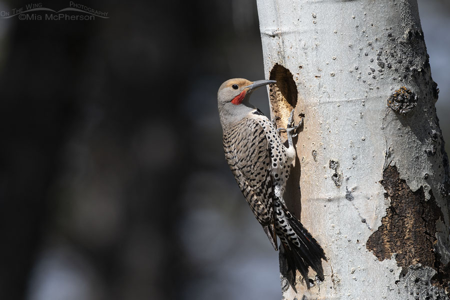 Northern Flicker male clinging to his nesting cavity, Targhee National Forest, Clark County, Idaho