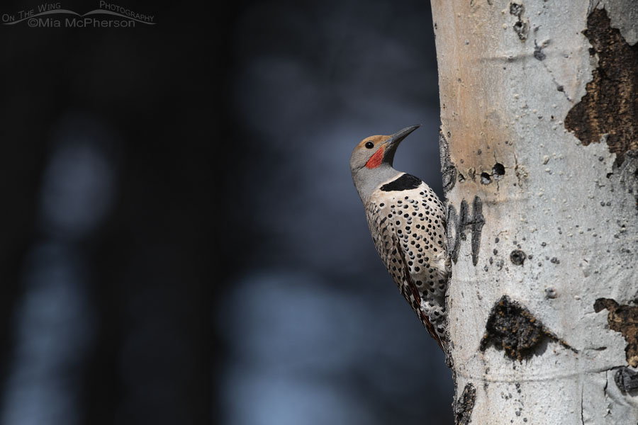 Male Northern Flicker in a forest, Targhee National Forest, Clark County, Idaho