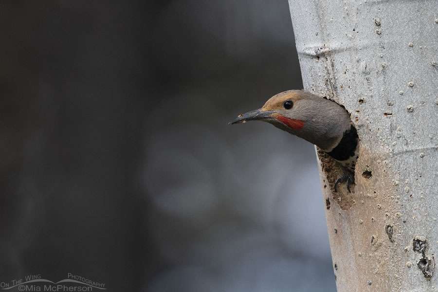 Male Northern Flicker peeking out of his nesting cavity, Targhee National Forest, Clark County, Idaho