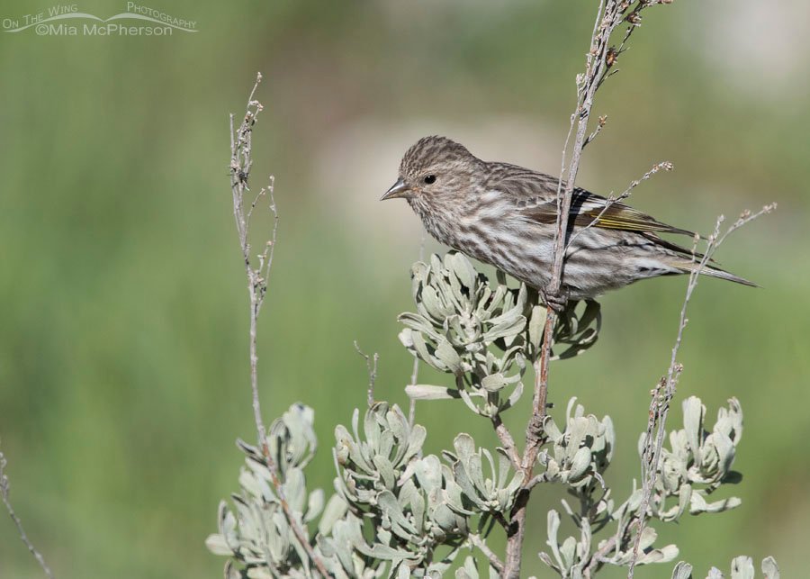 Pine Siskin on top of sagebrush, West Desert, Tooele County, Utah