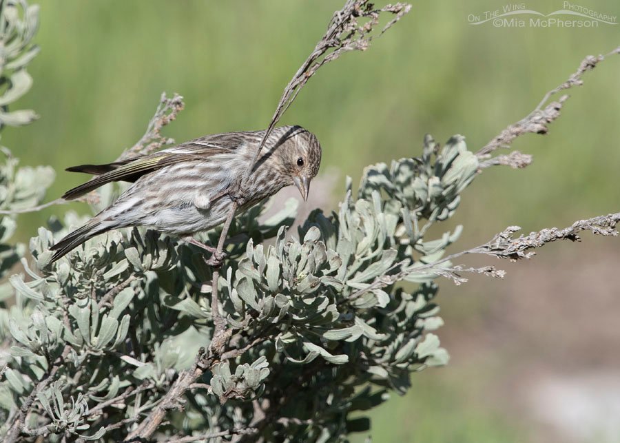 Pine Siskin perched in sagebrush, West Desert, Tooele County, Utah