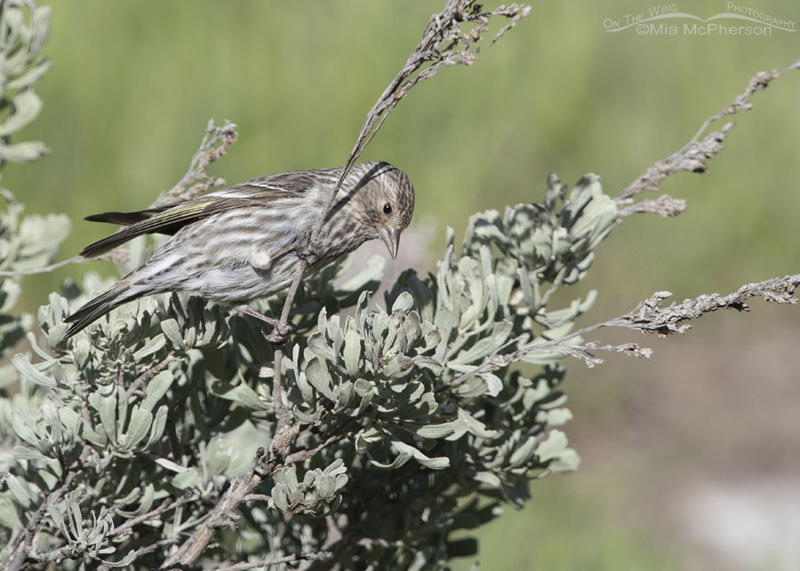 Pine Siskin perched in sagebrush, West Desert, Tooele County, Utah