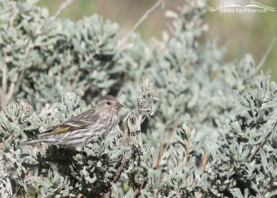 Adult Pine Siskin in sage, West Desert, Tooele County, Utah