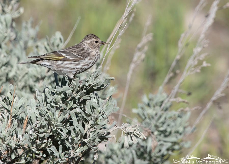 Adult Pine Siskin in spring sagebrush, West Desert, Tooele County, Utah