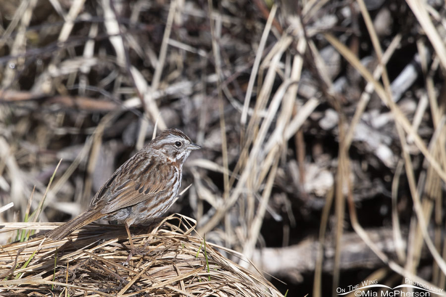 Song Sparrow looking for nesting materials, Wasatch Mountains, Summit County, Utah