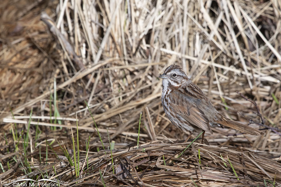 Song Sparrow gathering nesting materials, Wasatch Mountains, Summit County, Utah