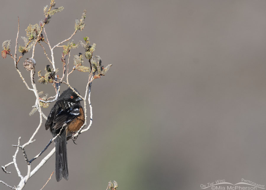 Male Spotted Towhee in spring, Wasatch Mountains, Morgan County, Utah