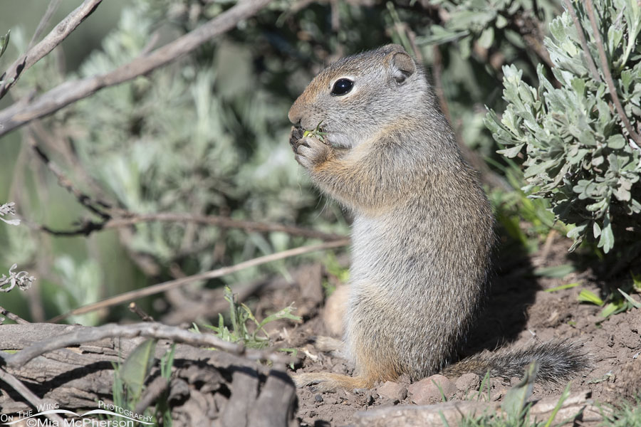Baby Uinta Ground Squirrel eating breakfast, Wasatch Mountains, Summit County, Utah