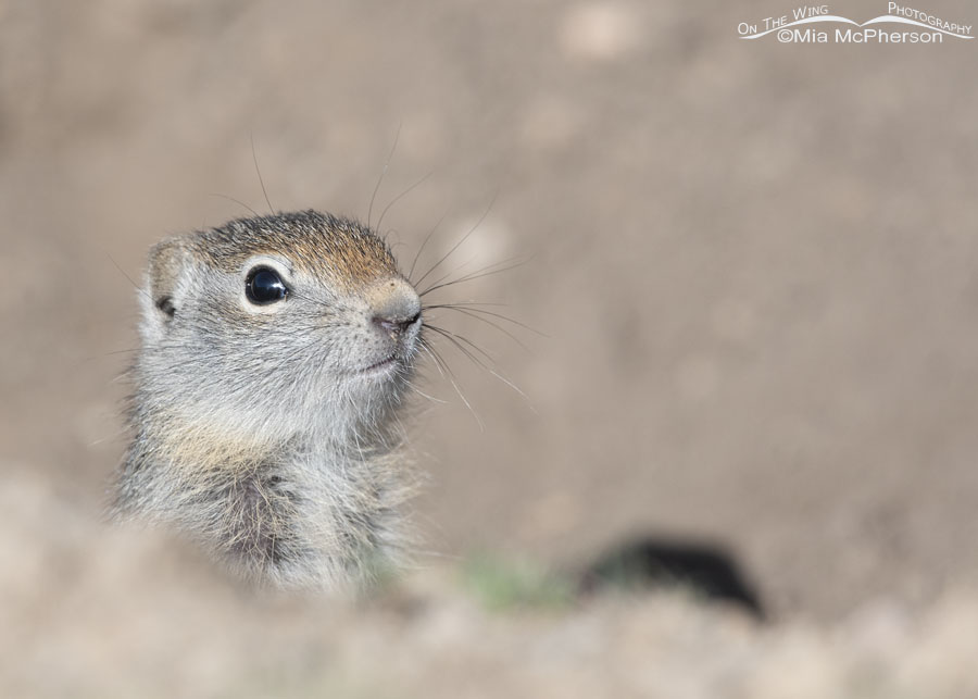 Young Uinta Ground Squirrel peeking out of a burrow, Wasatch Mountains, Summit County, Utah