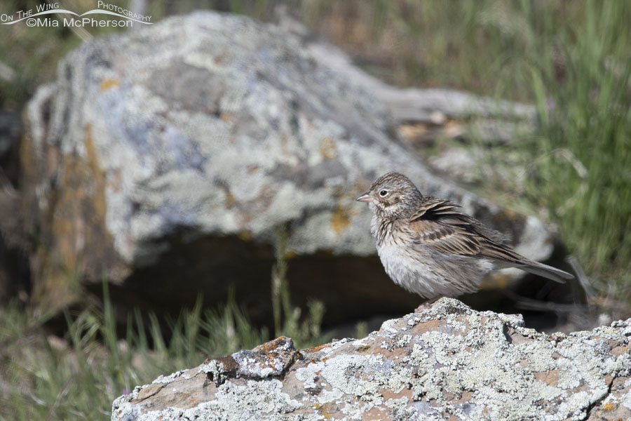 Fluffy Vesper Sparrow near a ranch pond, Box Elder County, Utah