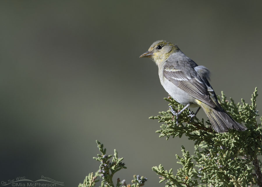 Female Western Tanager perched on a juniper, West Desert, Tooele County, Utah