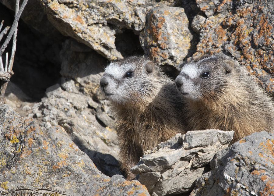 Portrait of two Yellow-bellied Marmot pups, Box Elder County, Utah