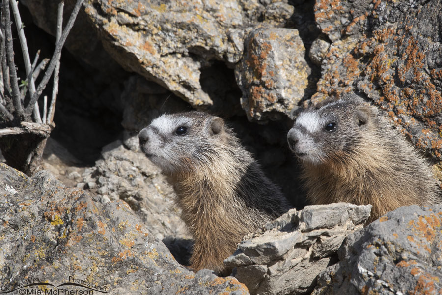 Young Yellow-bellied Marmot pups at their den, Box Elder County, Utah