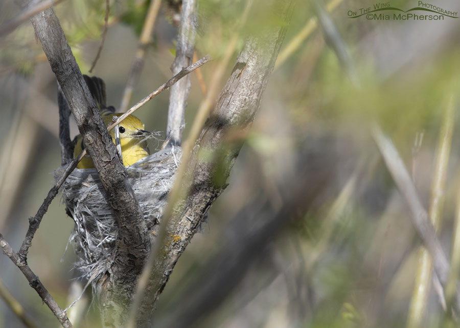 Female Yellow Warbler in nest with nesting materials, Wasatch Mountains, Summit County, Utah