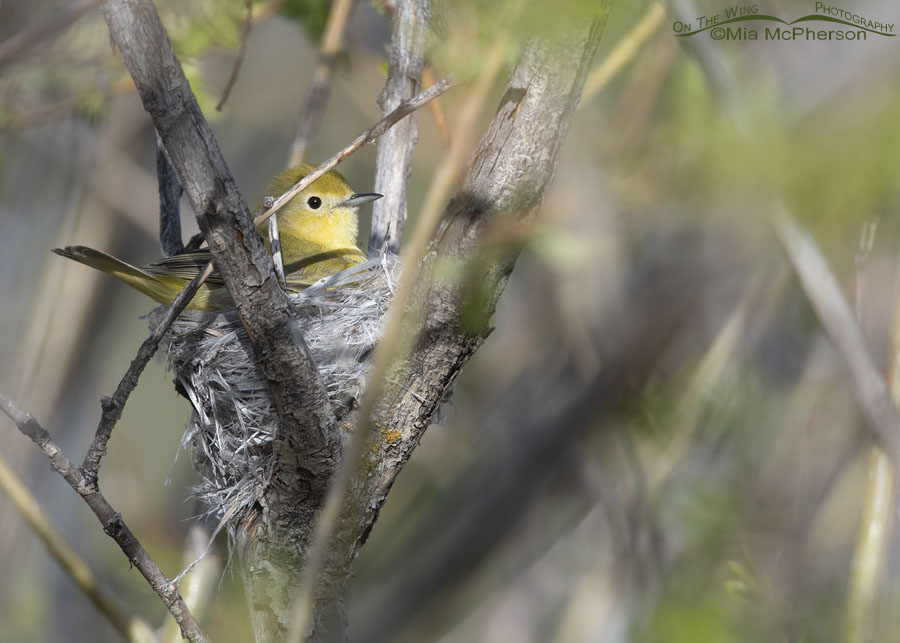 Female Yellow Warbler in her nest, Wasatch Mountains, Summit County, Utah