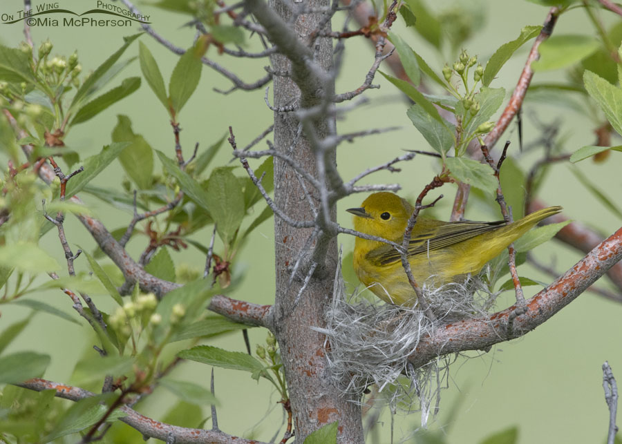 Female Yellow Warbler building her nest, Wasatch Mountains, Morgan County, Utah