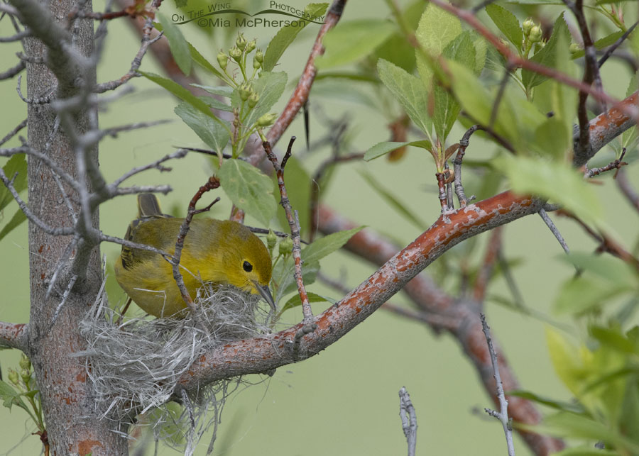Female Yellow Warbler nesting in a hawthorn, Wasatch Mountains, Morgan County, Utah