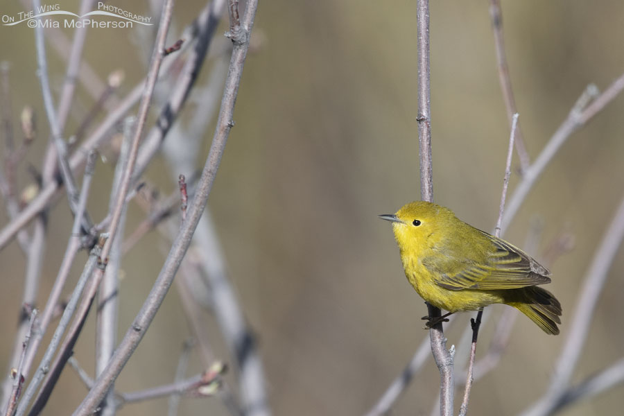 Female Yellow Warbler perched in a serviceberry in spring, Wasatch Mountains, Morgan County, Utah