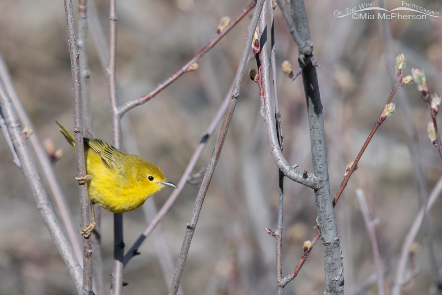 Adult female Yellow Warbler perched in a willow in spring, Wasatch Mountains, Morgan County, Utah