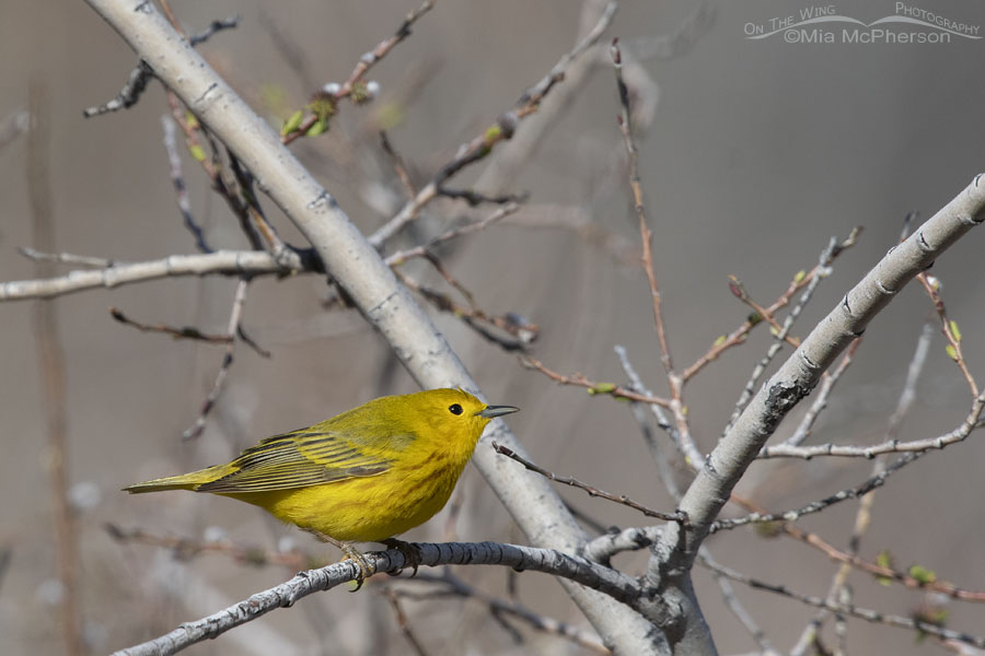 Adult male Yellow Warbler guarding his territory, Wasatch Mountains, Summit County, Utah